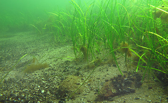 Seagrass